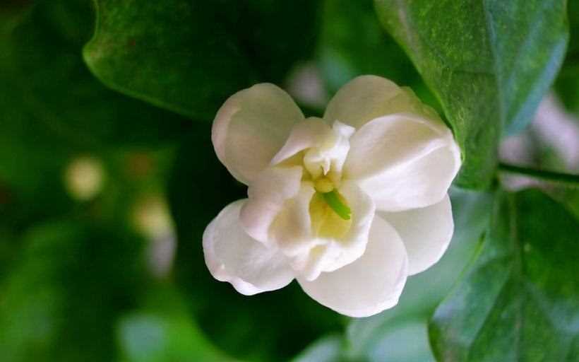 关于民歌《茉莉花》的歌词和版本