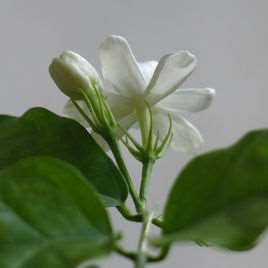 茉莉花(木樨科素馨属灌木植物)