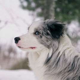 边境牧羊犬如何训练