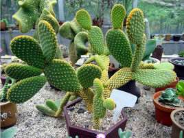 仙人掌(石竹沙漠植物)
