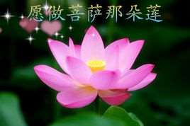愿做菩萨那朵莲(路勇演唱的歌曲)