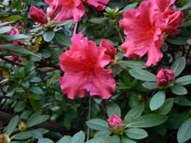 杜鹃(杜鹃花科植物)