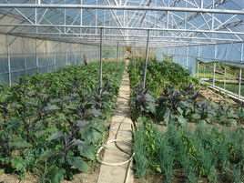 大棚蔬菜种植技术视频